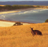 Kangaroo Island, South Australia<br />photo credit: tourkangarooisland.com.au